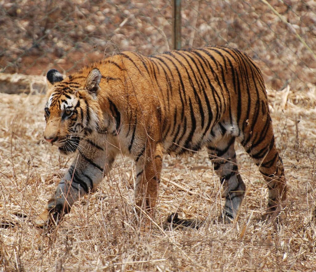 Nagarhole National Park