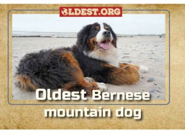 Oldest Bernese Mountain Dog Varieties