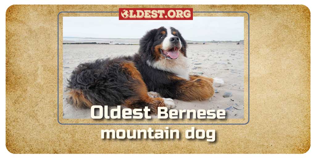 Oldest Bernese Mountain Dog Varieties