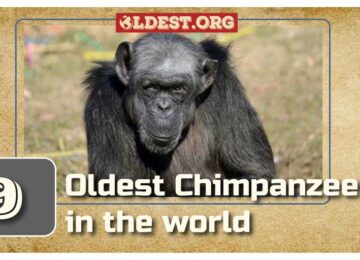 Oldest Chimpanzees Around the World