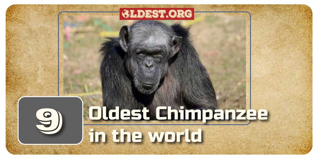 Oldest Chimpanzees Around the World