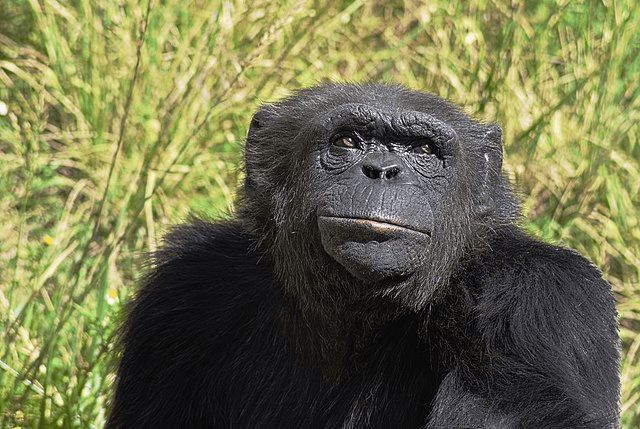 Oldest Chimpanzees