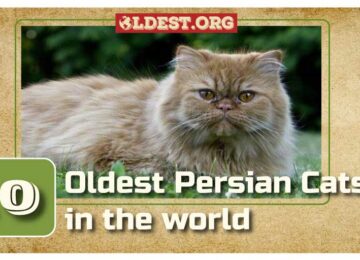 Oldest Persian Cats in the World