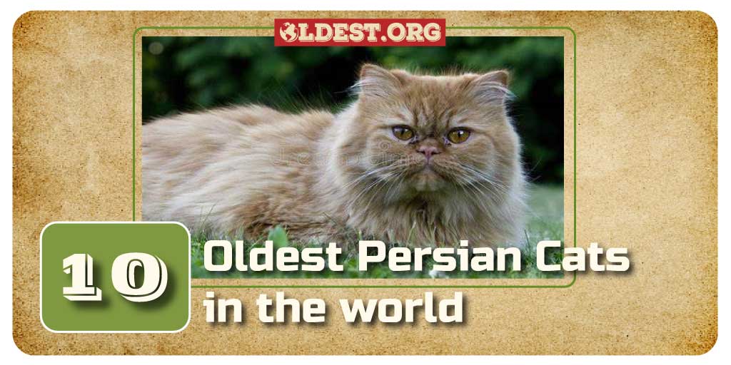 Oldest Persian Cats in the World