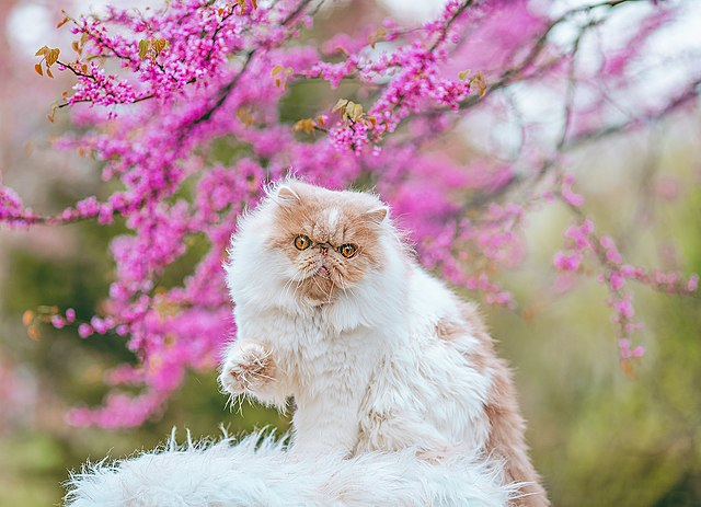 Oldest Persian Cats