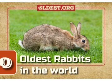Oldest Rabbits in the World