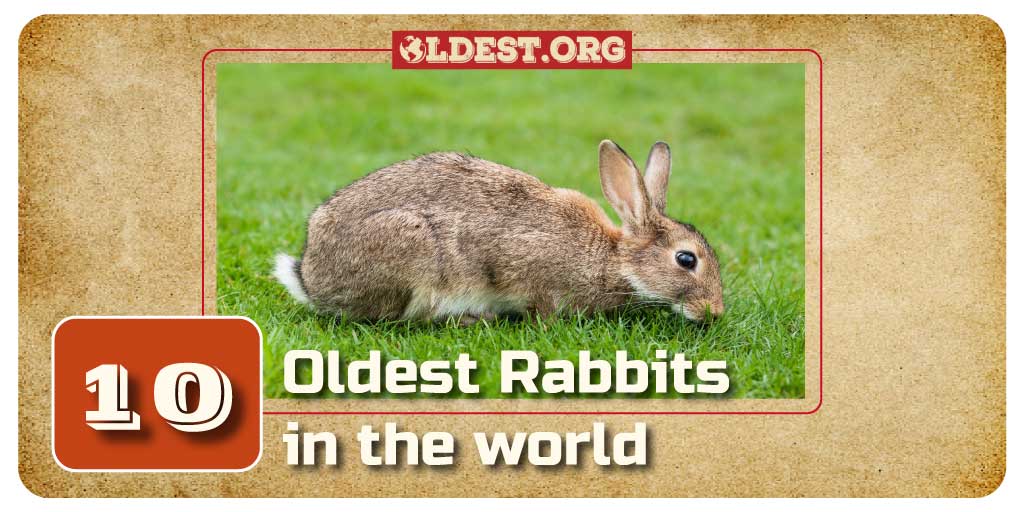 Oldest Rabbits in the World