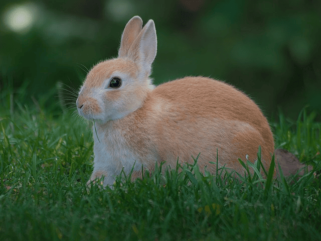 Oldest Rabbits