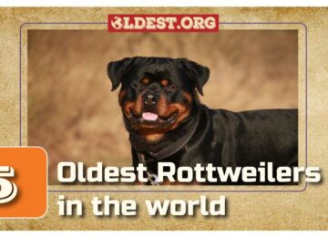 Oldest Rottweiler in the World