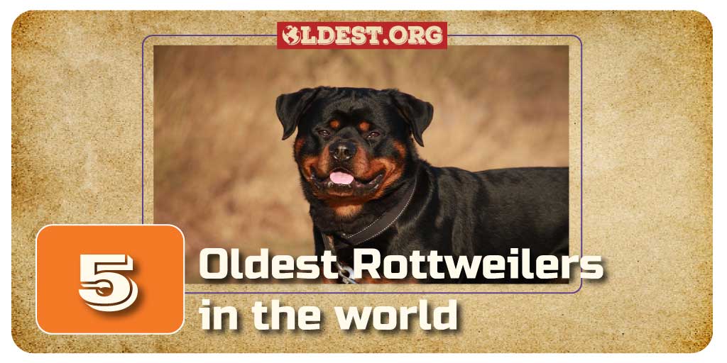 Oldest Rottweiler in the World