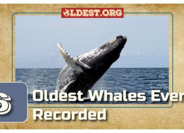 Oldest Whales Ever Recorded