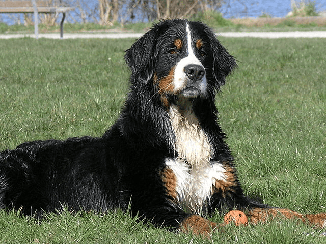 The Canadian Bernese