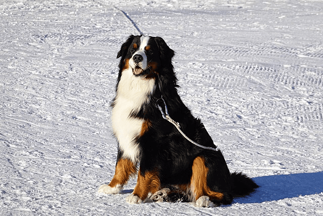 The French Bernese