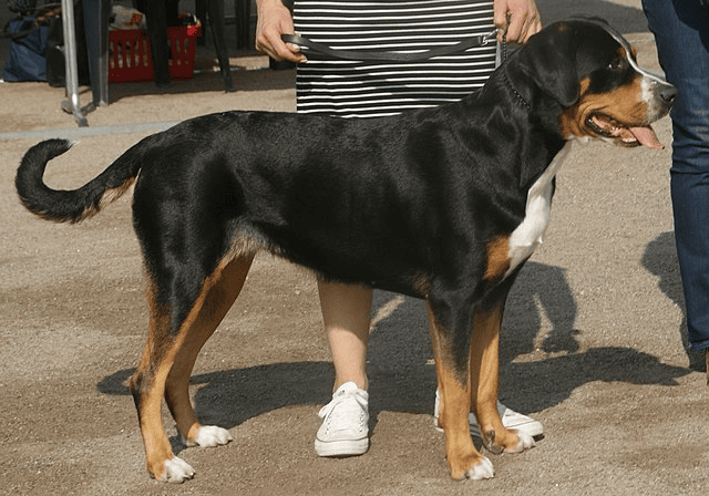 The Greater Swiss Mountain Dog