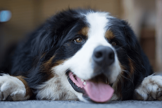 The Japanese Bernese