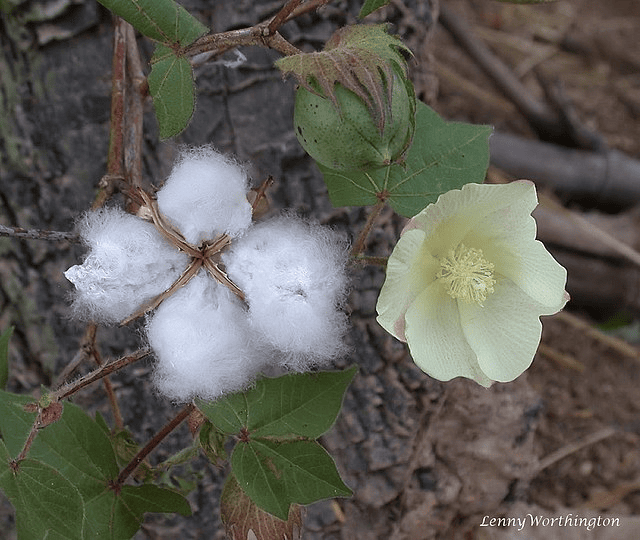 Gossypium Arboreum