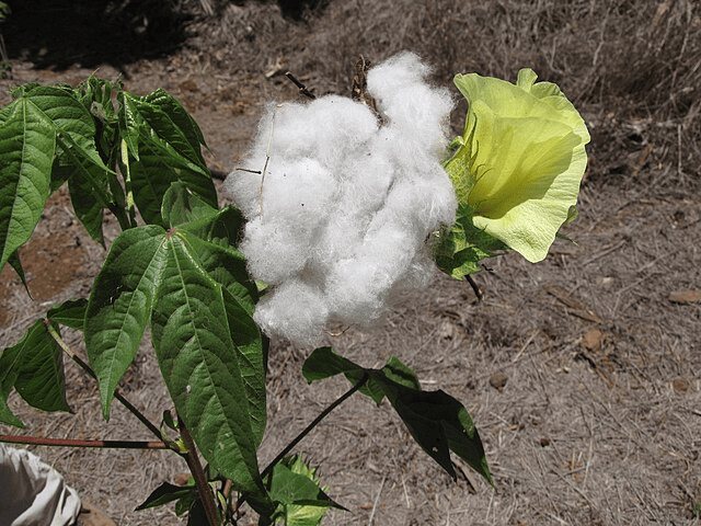 Gossypium Barbadense