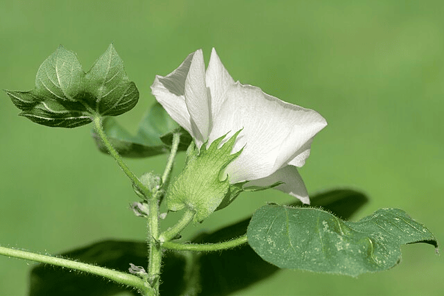 Gossypium Herbaceum