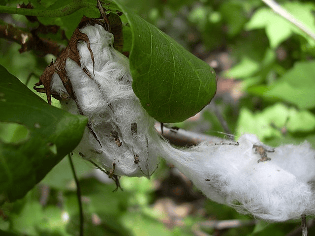 Gossypium Hirsutum