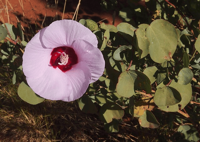 Gossypium Sturtianum