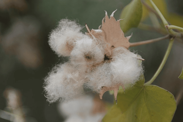 Gossypium Tomentosum