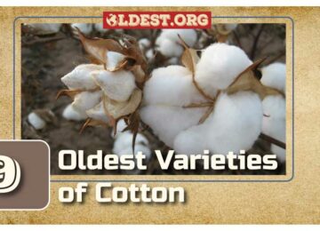 Oldest Varieties of Cotton