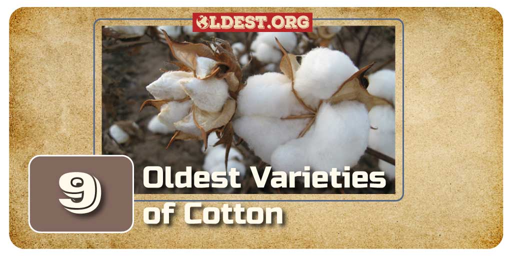 Oldest Varieties of Cotton