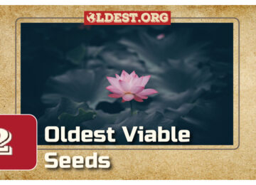 Oldest Viable Seeds
