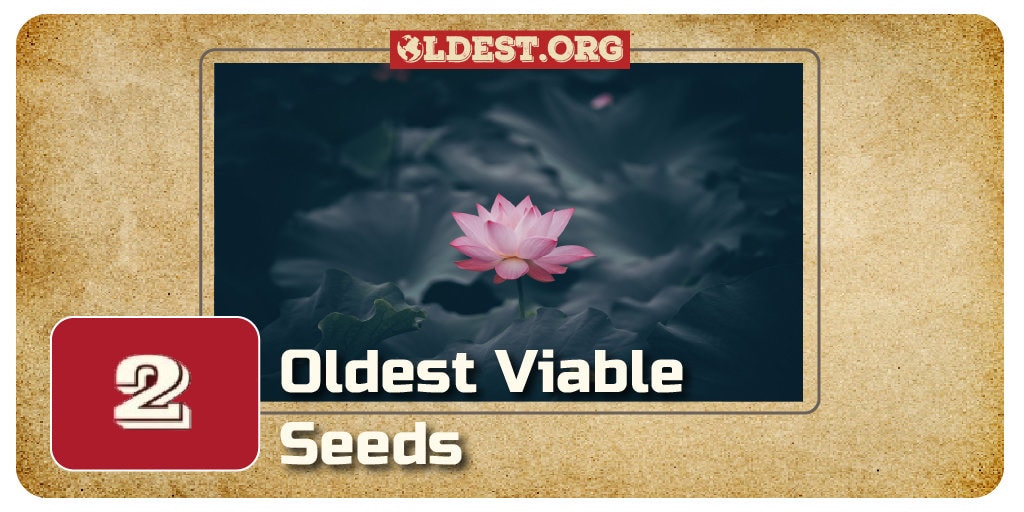 Oldest Viable Seeds