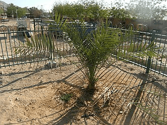 Judean Date Palm 