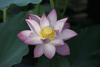 Lotus or Nelumbo nucifera