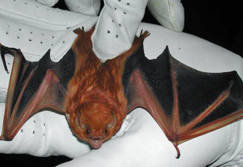 Red Bat Capture 15 Migrating Mammals That Cross International Borders Every Year