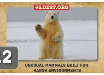 Unusual Mammals Built For Harsh Environments