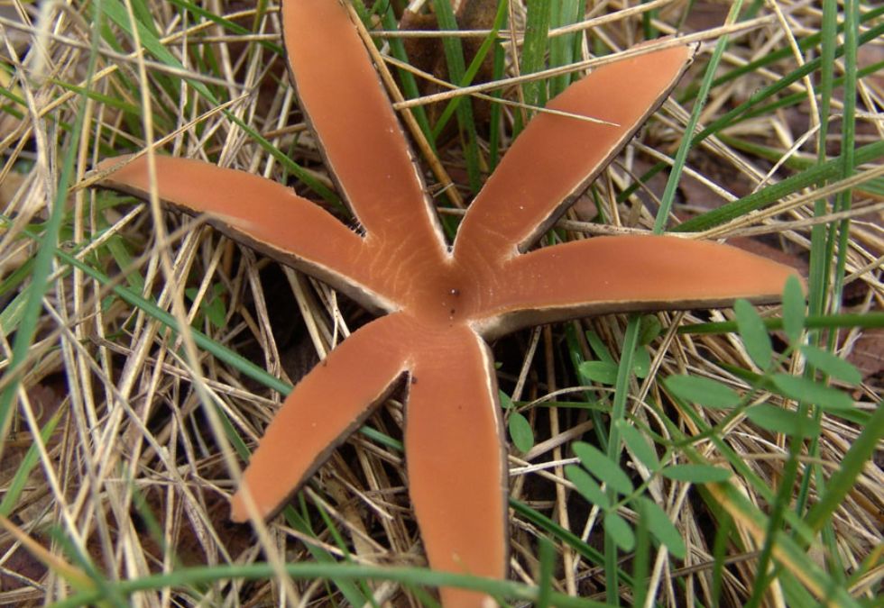 Chorioactis geaster