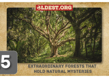 Extraordinary Forests That Hold Natural Mysteries