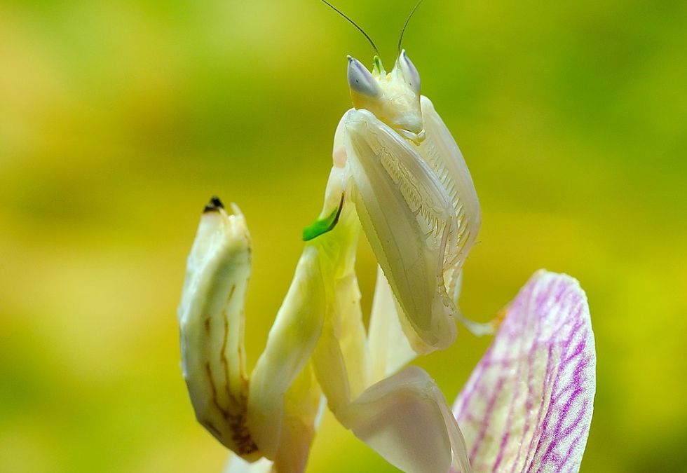 23 Rare Insects Discovered In Untouched Rainforests - Oldest.org