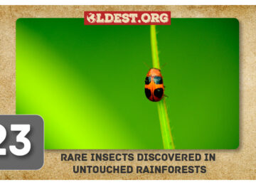 Rare Insects Discovered In Untouched Rainforests