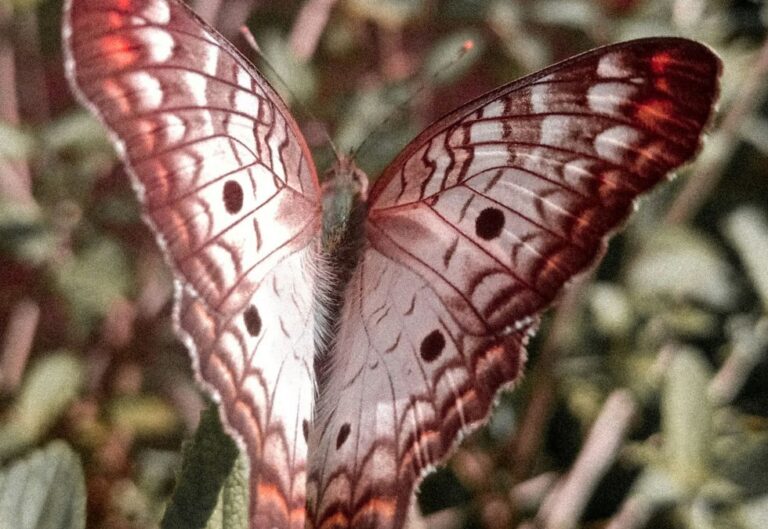 23 Rare Insects Discovered In Untouched Rainforests - Oldest.org