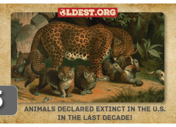 Animals Declared Extinct in the U.S. in the Last Decade!