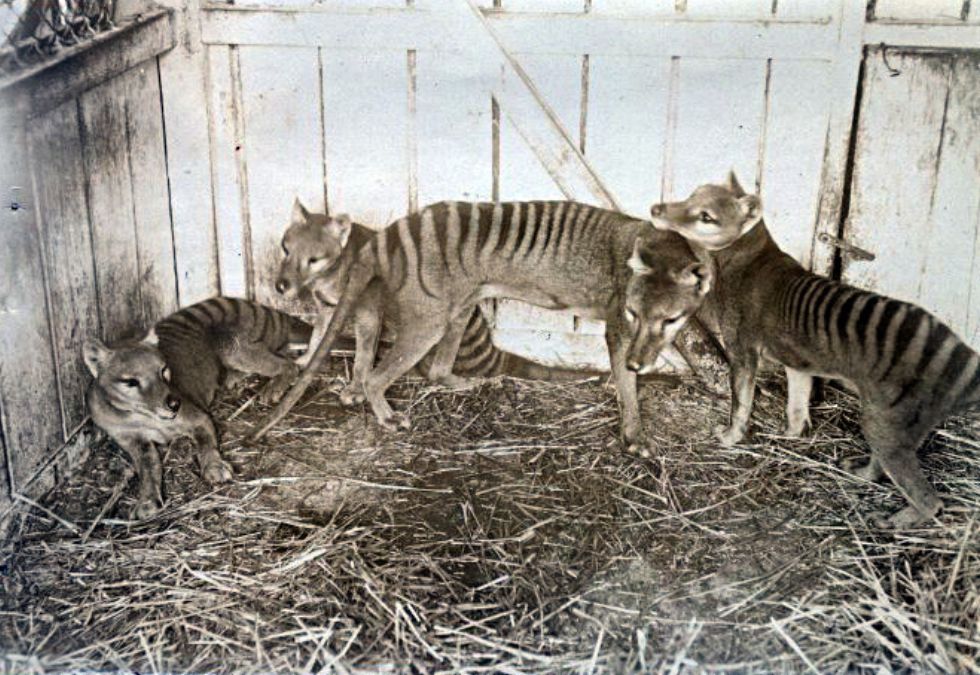 10 Extinct Creatures Scientists Are Trying To Bring Back To Life