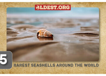 Rarest Seashells Around the World