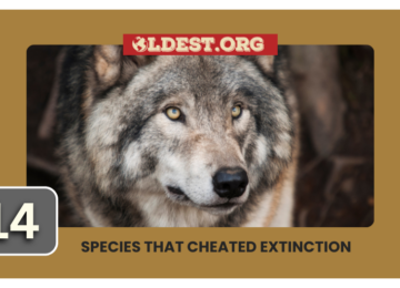 Species That Cheated Certain Extinction