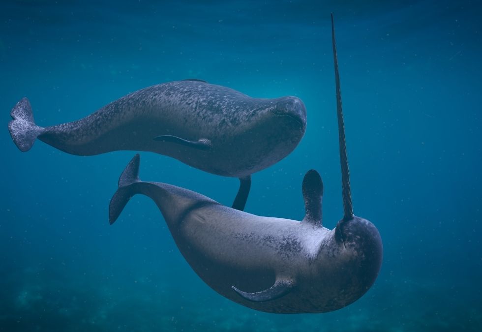15-creatures-once-believed-to-be-mythical