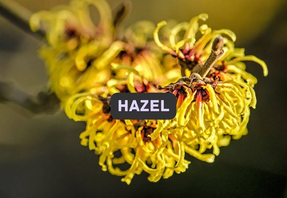 Hazel