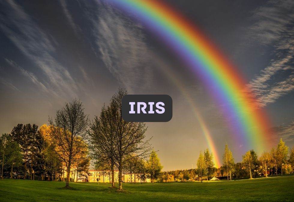Iris