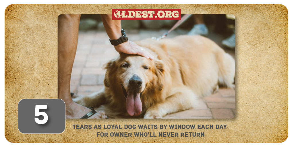 Tears as loyal dog waits by window each day for owner