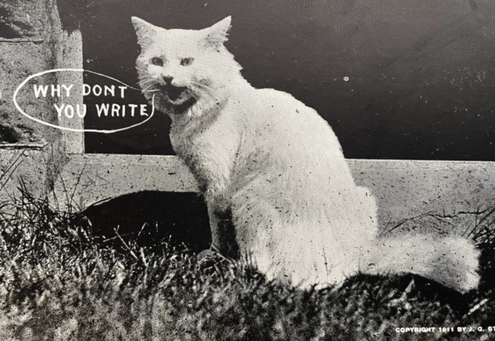 Cat Photos That Capture Humanity's Love of Felines