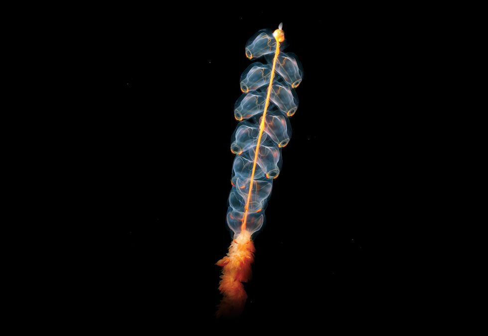 String Creature 25 Most Bizarre Creatures Found in the Ocean Depths - Oldest.org