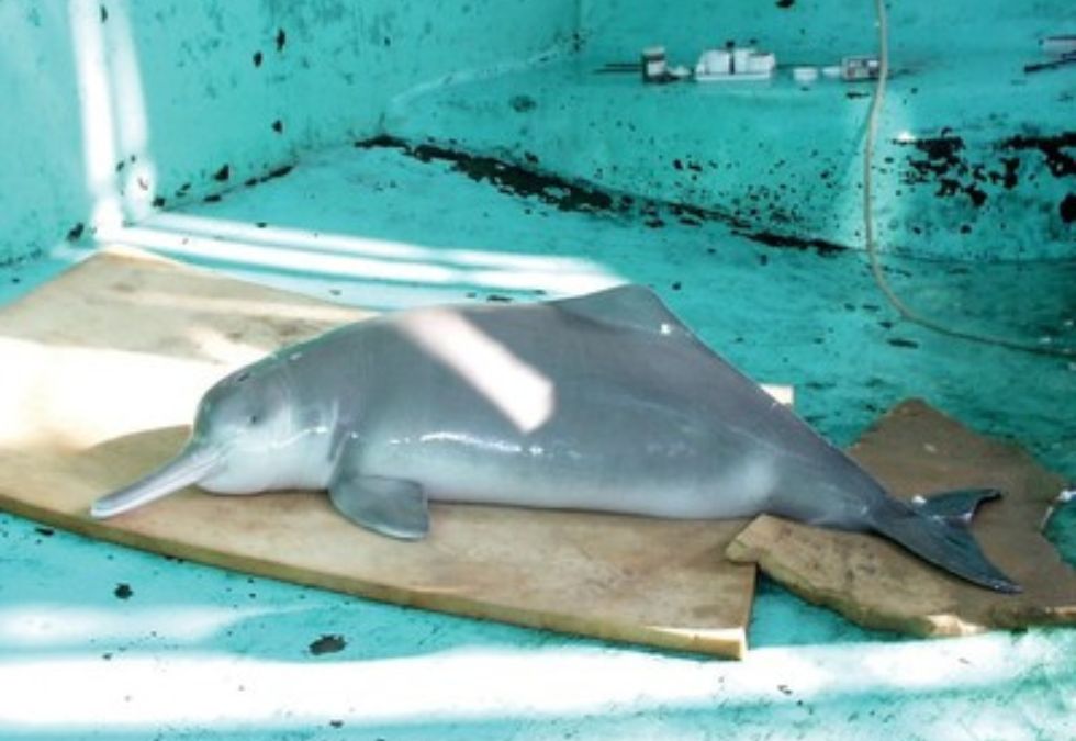 25 Species That Have Been Lost Forever in the Past 150 Years