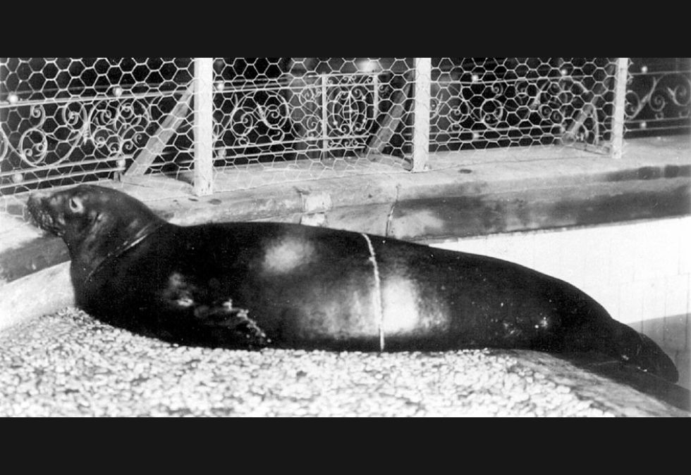 25 Species That Have Been Lost Forever in the Past 150 Years